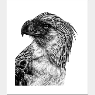 Philippine eagle illustration Posters and Art